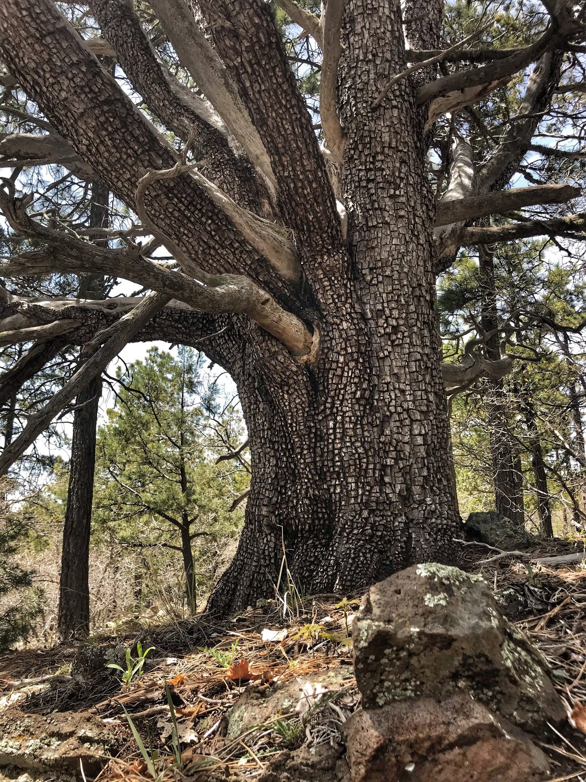 An old juniper in the Prescott National Forest, its bark broken into small squares, ponderosa pines standing behind it on a slope of loose rock