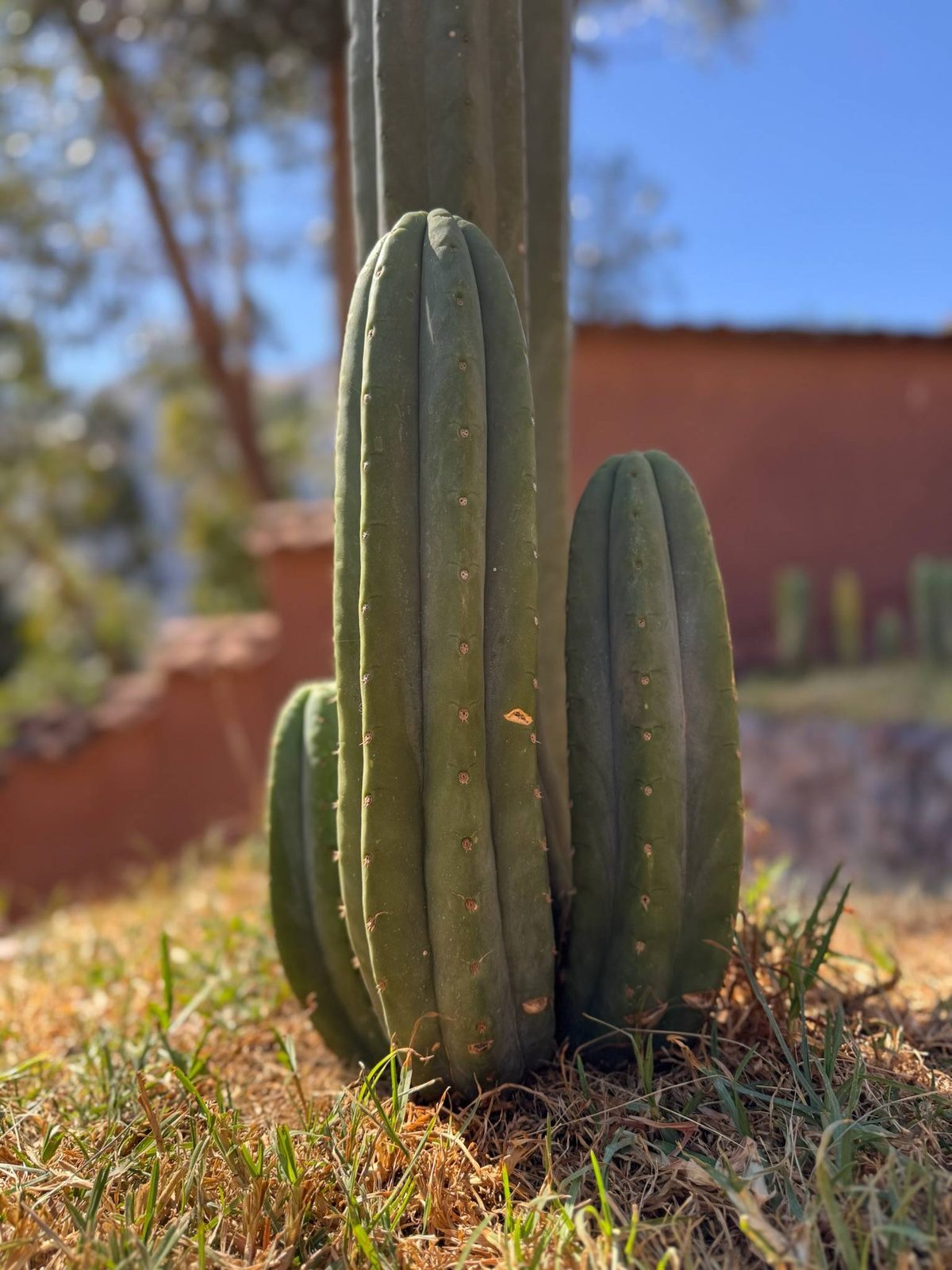 Three columns of San Pedro cactus growing close together against a red adobe wall