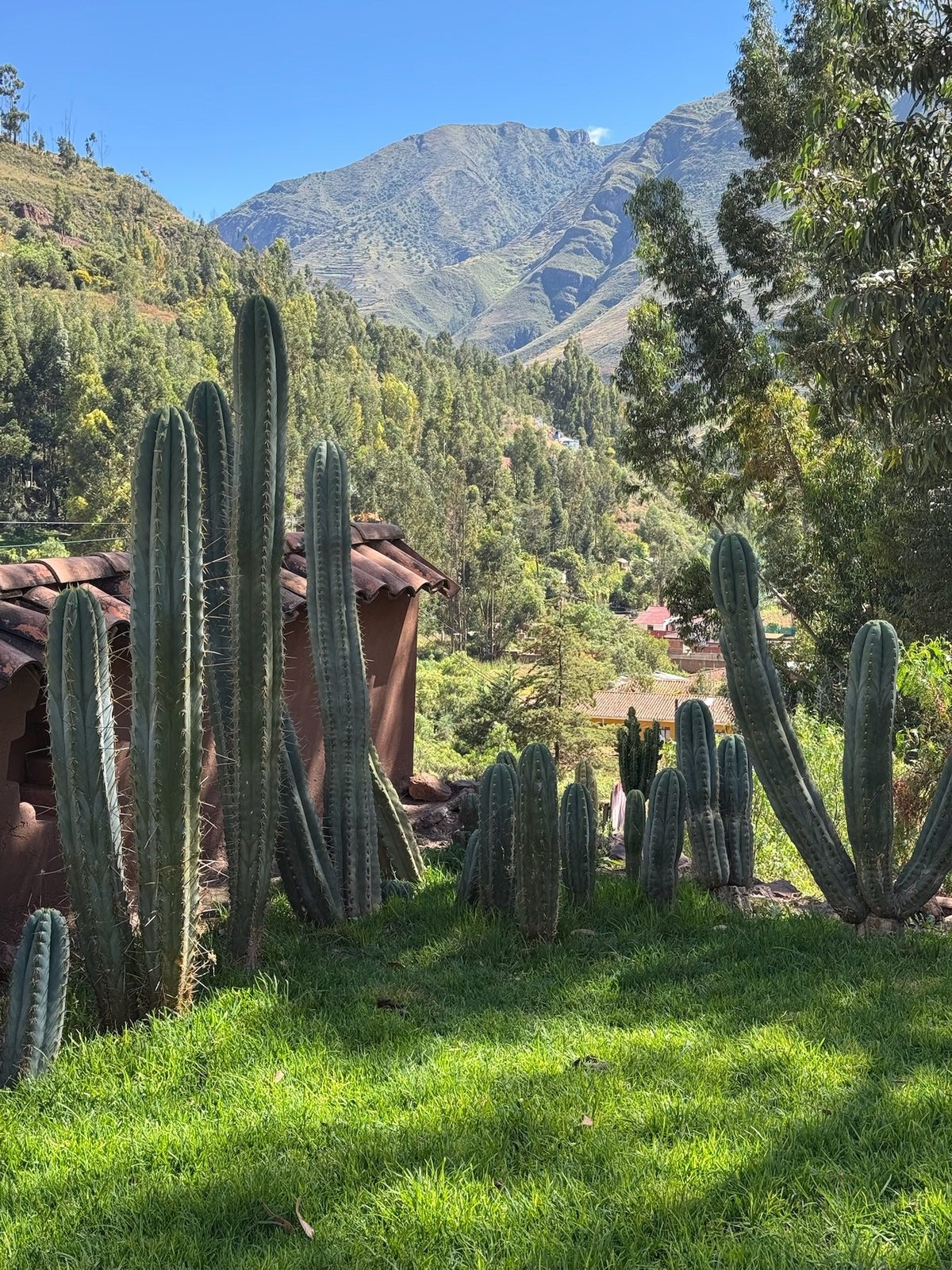 A stand of San Pedro cactus, tall ribbed blue green columns, growing on grass beside a tiled roof with an Andean mountain behind