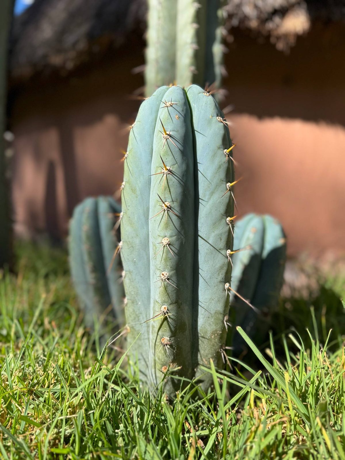 A San Pedro cactus close up in the grass, its ribs and short spines lit by the sun, a thatched roof and an adobe wall behind