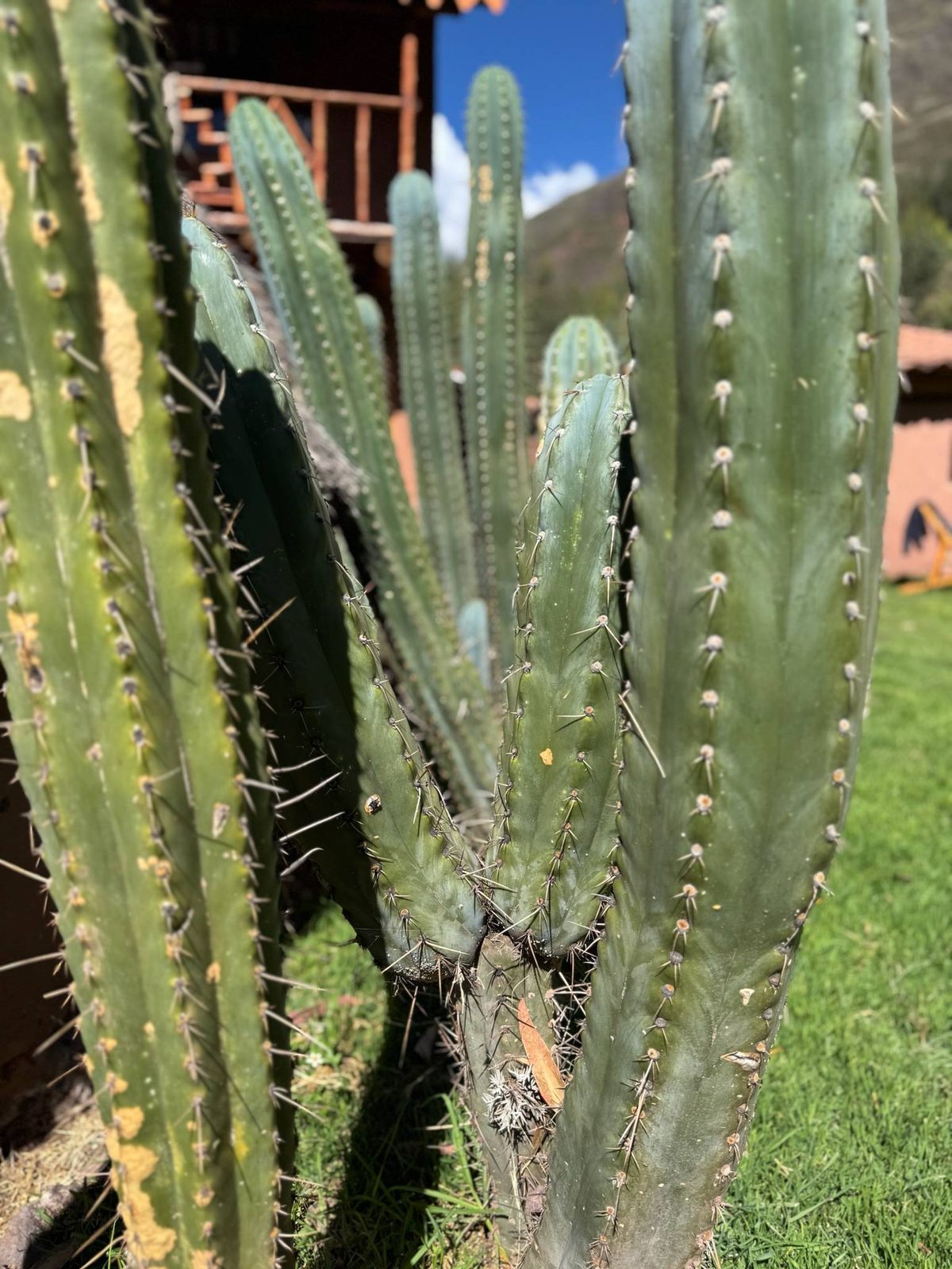 A stand of San Pedro cactus growing beside a house in the Andes, several columns from one base