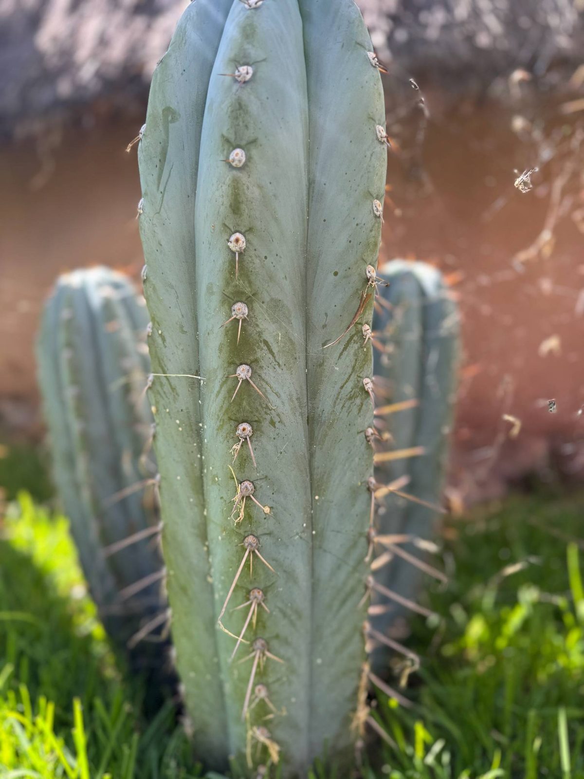 A San Pedro cactus close up, its ribs and small spines lit from the side