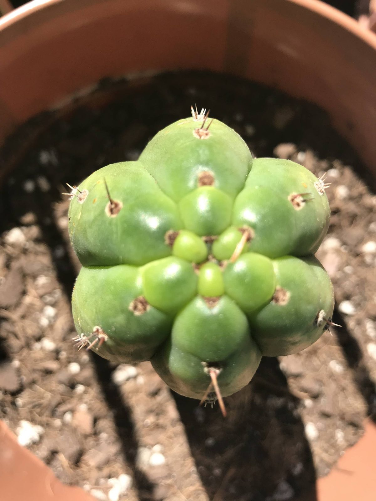 A young San Pedro cactus growing in a terracotta pot in Arizona, seen from above, its crown budding into several small columns