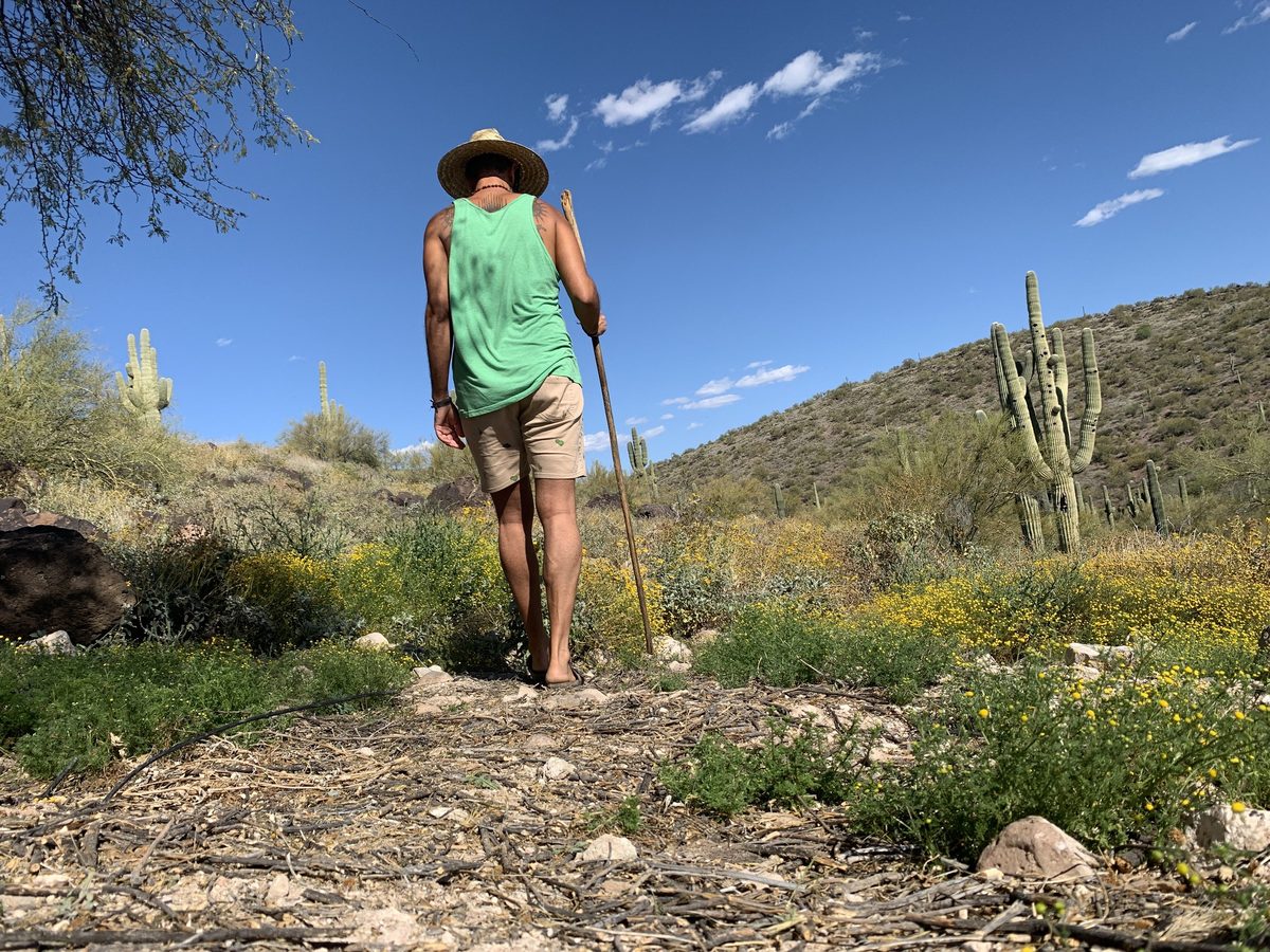 A walker with a wooden staff and a straw hat on a stony path through yellow desert bloom, saguaro on the hillside behind